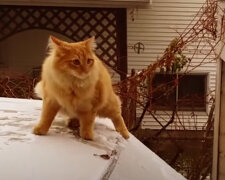 Po 5 letech se uprchlá kočka vrátila domů: co umožnilo zázrak