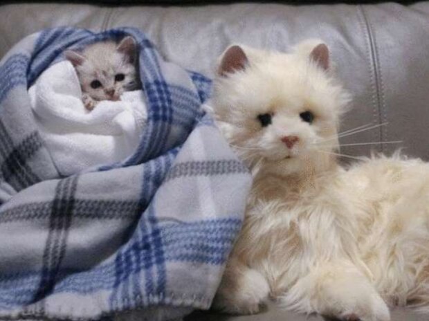 Kotě. Foto: snímek obrazovky neskychno.com