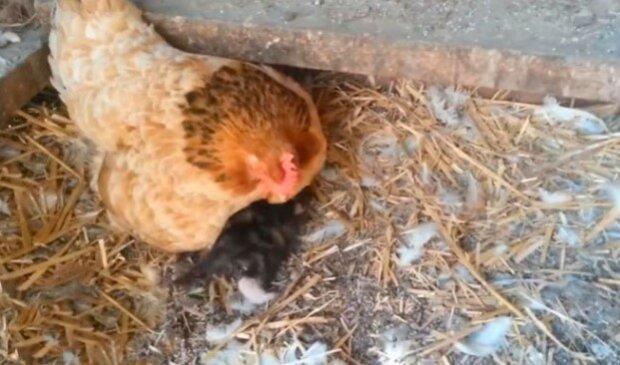 Farmář si všiml, že se kuře chová divně, a rozhodl se za ní sledovat: její "kuřátko" bylo příliš chlupaté