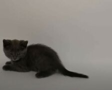 Žena plánovala vzít z útulku tři koťata, ale změnila názor a dala dům čtyřem sirotkům