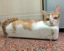 Nový fyzikální zákon říká, že kočky jsou speciální tekutiny s efektem chlupatosti