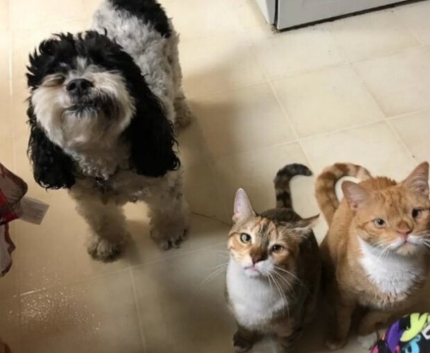 Kočky a pes. Foto: snímek obrazovky freundin.life