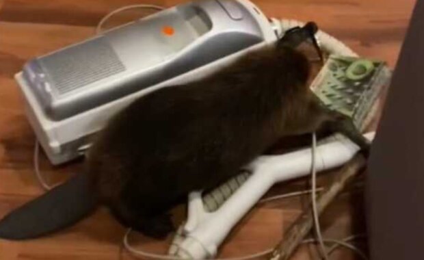 Bobr. Foto: snímek obrazovky beaverbabyfurrylove