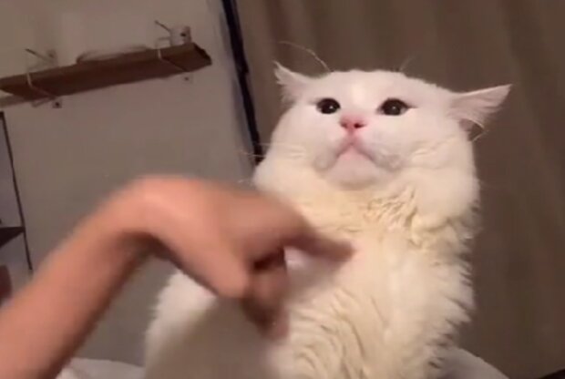 Kočka. Foto: snímek obrazovky TikTok