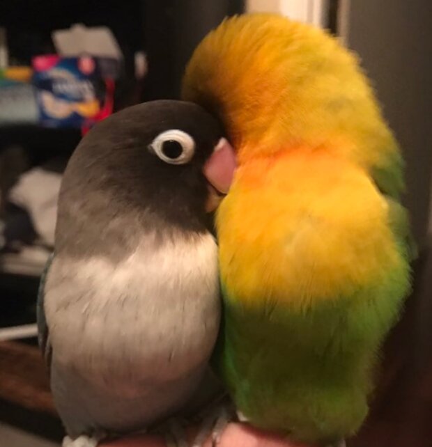 Papoušci. Foto: snímek obrazovky laykni.com