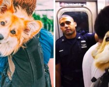 Majitel nosí Corgi v batohu a natáčí reakci kolemjdoucích: "Lidé nedokážou zadržet své emoce při pohledu na něj"