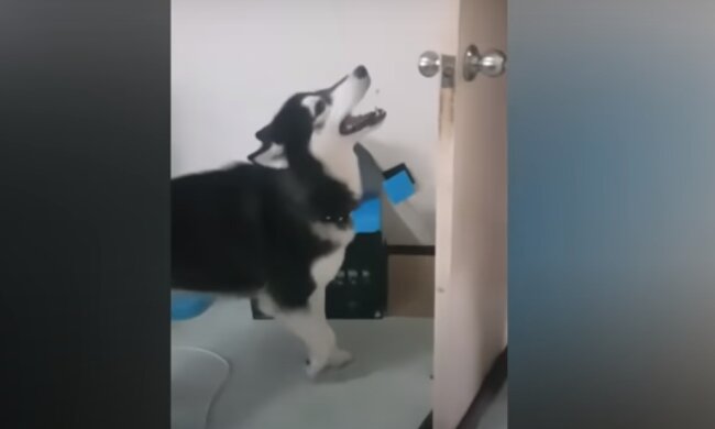 Majitelka se hádala s husky a ten zavřel před ní dveře