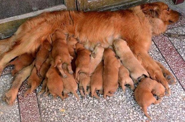 Fotografie: duck.show