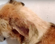 Aby psovi pomohli zapomenout na minulost, zaměstnanci útulku pro ni koupili štěně