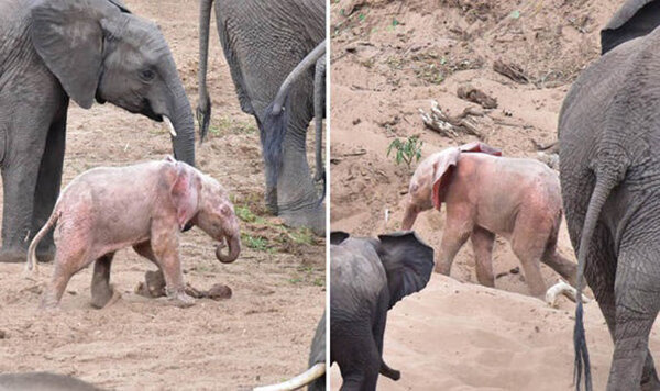 Slon albín: vzácné fotografie slona, kterého náhodou spatřil turista