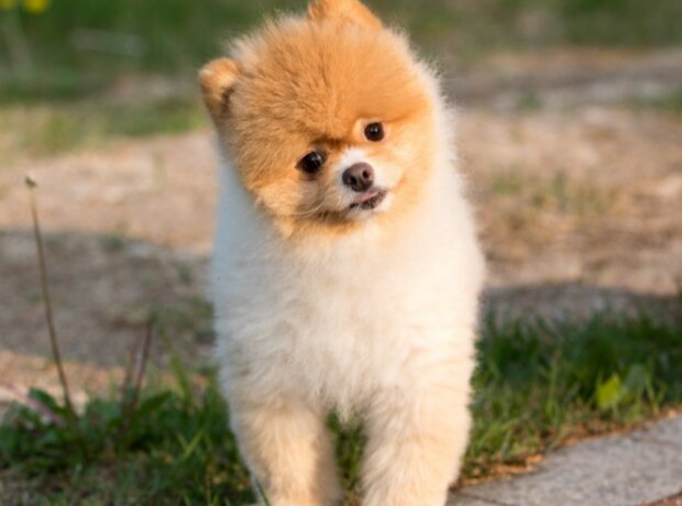 Pes. Foto: snímek obrazovky focus.ua