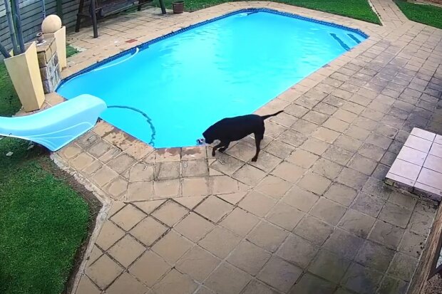 Pitbul zachránil štěně uvězněné v bazénu a zachycené na videu, Foto: snímek obrazovky YouTube