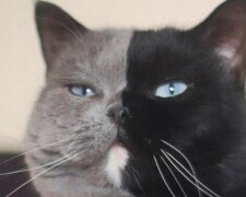 Kocour s dvojí tváří z Francie se stal otcem: fanoušci se s obdivem dívají na koťata