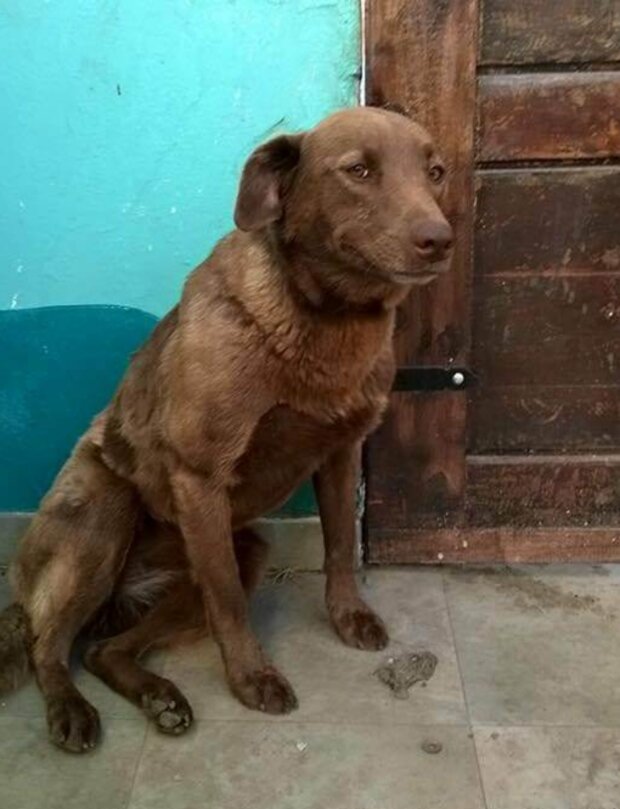 Pes. Foto: snímek obrazovky YouTube