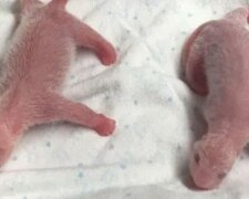 Příroda je překvapující: je těžké uhodnout čí jsou mláďata podle jedné fotografii