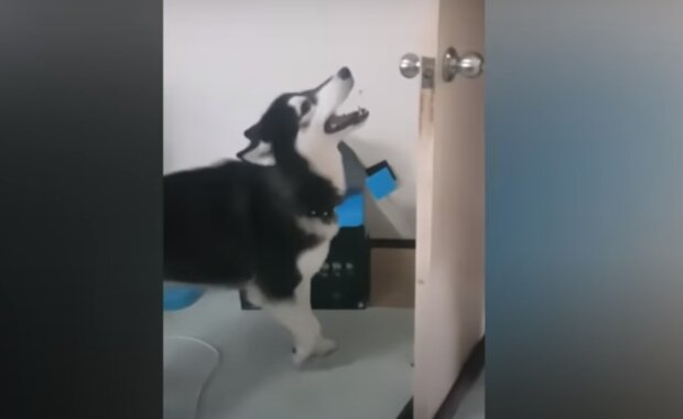 Majitelka se hádala s husky a ten zavřel před ní dveře