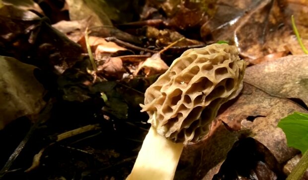 "Je nejvyšší čas vyrazit, protože jsou v prvotřídní kvalitě":  V Česku začala houbařská sezona. Lesy a sady jsou plné jedlých hub