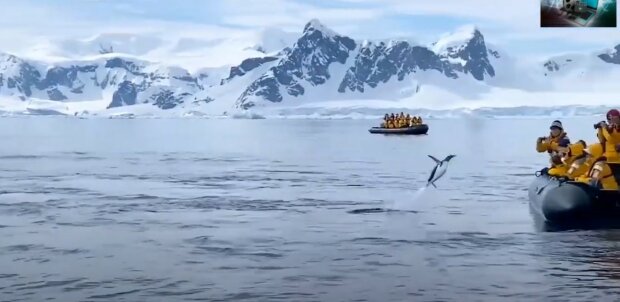 Tučňák skočil do člunu s turisty, aby unikl kasatkám: Lidé bezmocně koukali na jeho pokusy o útěk