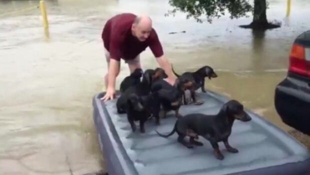Skutečný hrdina. Foto: snímek obrazovky storyfox.ru
