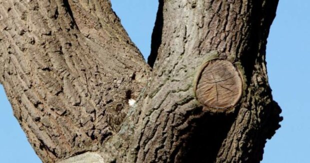 Na tomto stromu sedí sova, ale mnoho lidí si myslí, že je nemožné ji najít