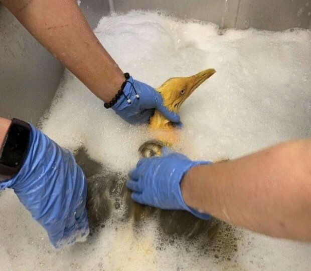 Fotografie: leprechaun.land