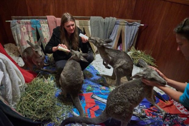 Co australští lidé dělají, aby zachránili co nejvíce zvířat. "Je to začátek "lidského" vztahu vůči ostatním druhům"