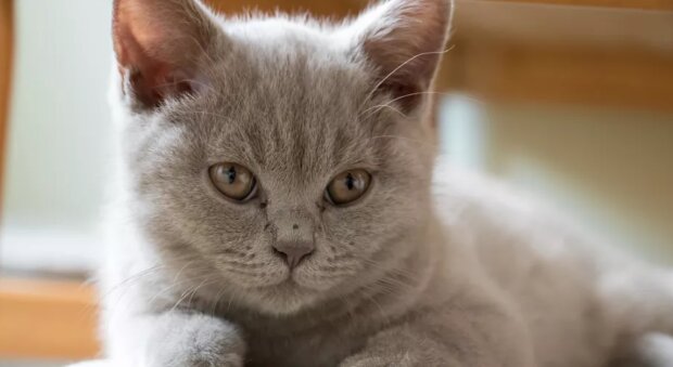 Majitel sta deseti koček byl z bytu vystěhován: nyní pro ně dobrovolníci hledají domov