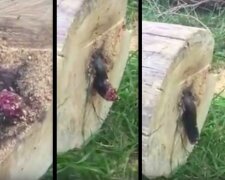 Mladý muž skácel strom, ale byl ohromen tím, co viděl uvnitř. Podíval se blíž a uvědomil si, že se to hýbe
