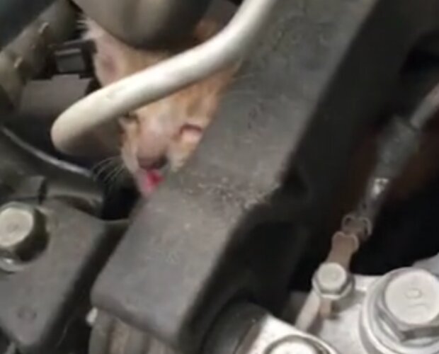 Kočka. Foto: snímek obrazovky dailymail.co.uk