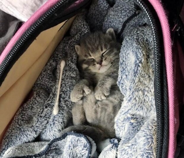 Zdroj fotografie: lovemeow.com