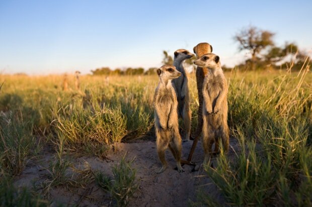 Surikaty. Foto: snímek obrazovky udivitelno.com