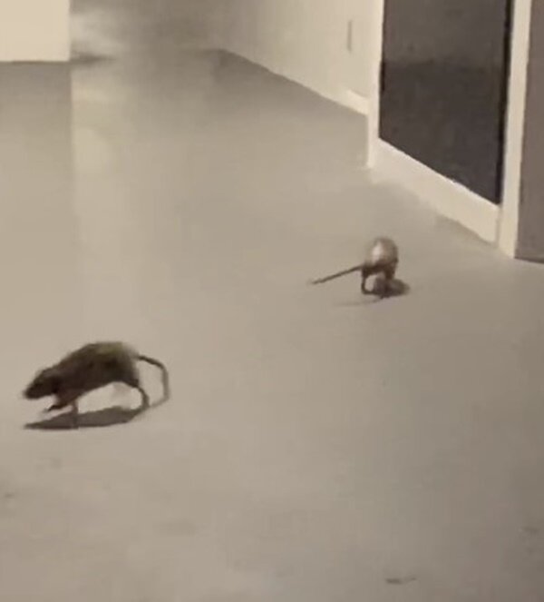 Fotografie: 4tololo.ru