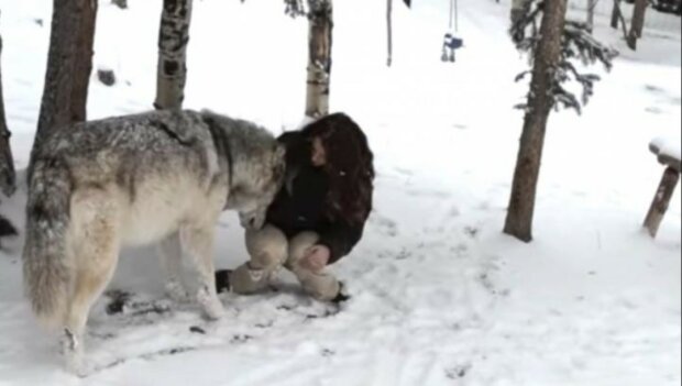 Dechberoucí video. Žena potkala obrovského vlka. To, co zvíře udělalo, Vám vyrazí dech. Nebudete věřit svým očím