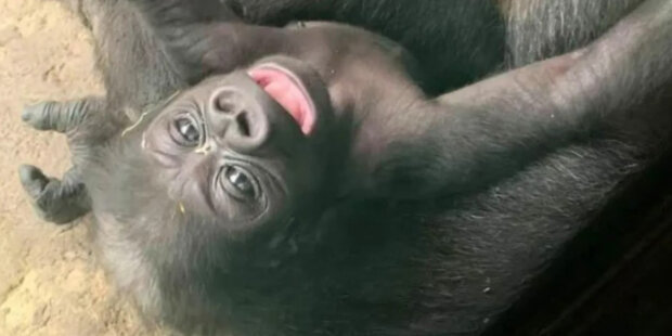 Veterináři natočili video z prvního setkání gorilí matky a jejího novorozence: "Moje dítě"