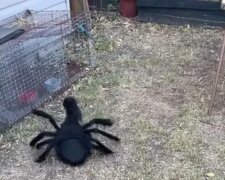 „Bouřka celé farmy“: jak halloweenský kostým pro psa vyděsil všechny v domácnosti