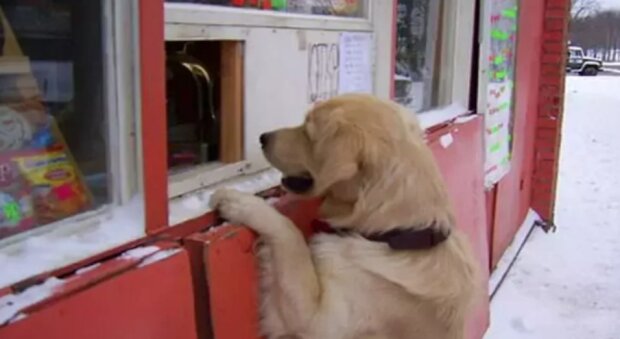 Každý den přicházel ke stánku s rychlým občerstvením pro jídlo a odnášel ho: prodejce se rozhodl psa sledovat