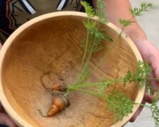 Lidé sdíleli na webu fotografie špatné sklizně, která divákům připala zábavnou