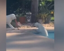 Labradorský retrívr zachránil z vody svou sestru pomocí lana