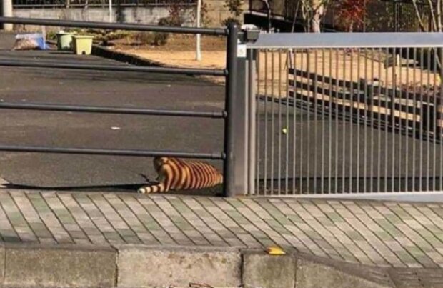 Domácí mazlíčci. Foto: snímek obrazovky laykni.com