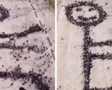 Chlap pomohl ptákům udělat na asfaltu různé figury