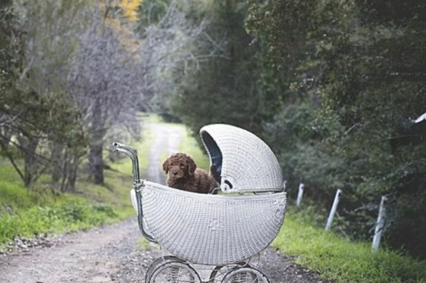To je naše dítě. Foto: snímek obrazovky goodhouse.ru