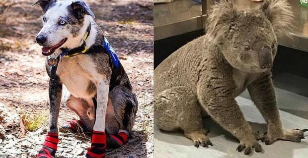 Kolie pes pomáhá lidem zachránit koaly v hořících lesích Austrálie