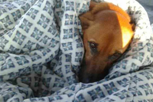 Za chladného počasí dali pracovníci autobusového nádraží nocleh toulavým psům: Kdo zařídil postele a jídlo zvířatům