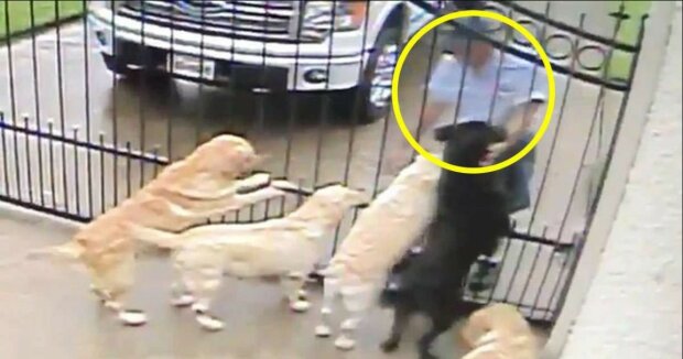 Video. Skrytá kamera zachytila, co pošťák udělal, když se přiblížil ke psům. Jejich páníček nedokázal skrýt emoce