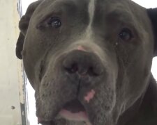 V hlubokém popelnici seděl krásný plnokrevný pes: Muž vyšel vyhazovat odpadky