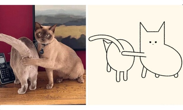 Umělec nachází na internetu vtipné fotky koček a mění je na vtipné karikatury. Vypadá to legračně