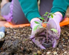 Výběr vychytávek pro zahrádkáře: “Soused na chatě každý rok sklízí záviděníhodnou úrodu”