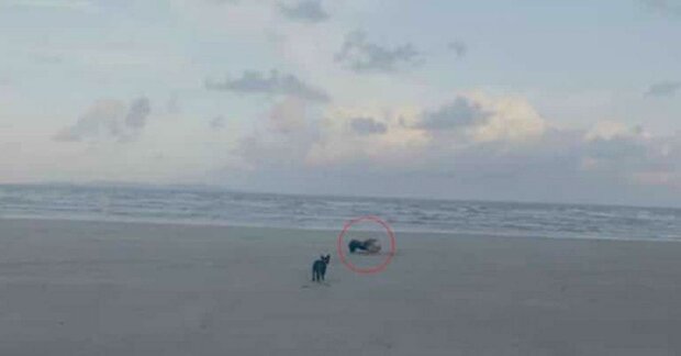 "Co jsi zač": během procházky s paničkou podél pláže našel pes u vody neobvyklé stvoření