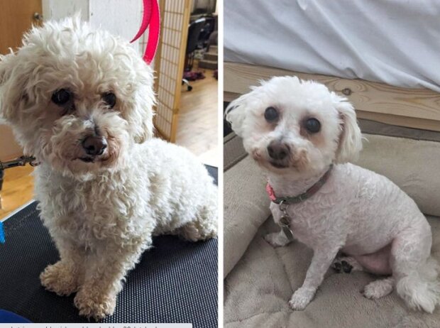 Fotografie: duck.show