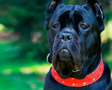 Vzácná plemena psů, o kterých neví mnoho lidí